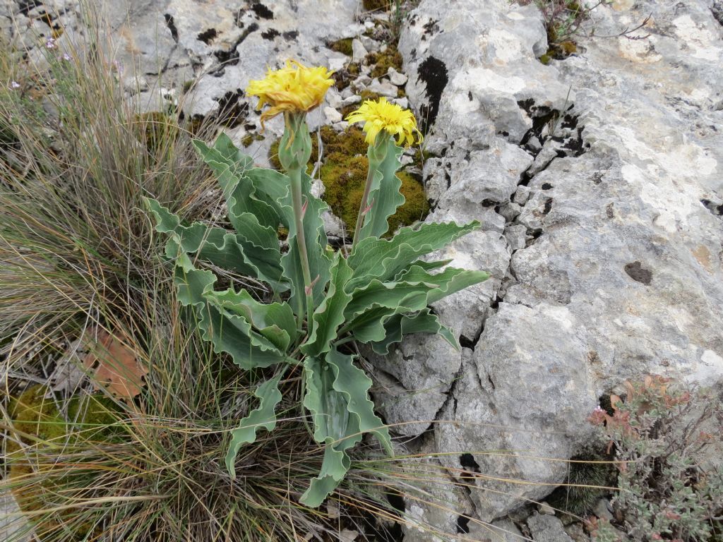 Scorzonera austriaca / Scorzonera barbuta